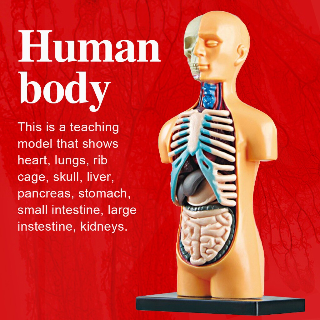 Human Body Anatomy Model - Build knowledge of the human body