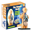 Human Body Anatomy Model - Build knowledge of the human body