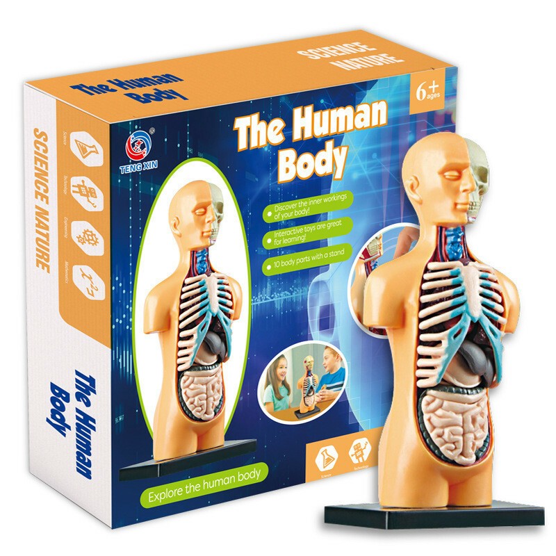 Human Body Anatomy Model - Build knowledge of the human body