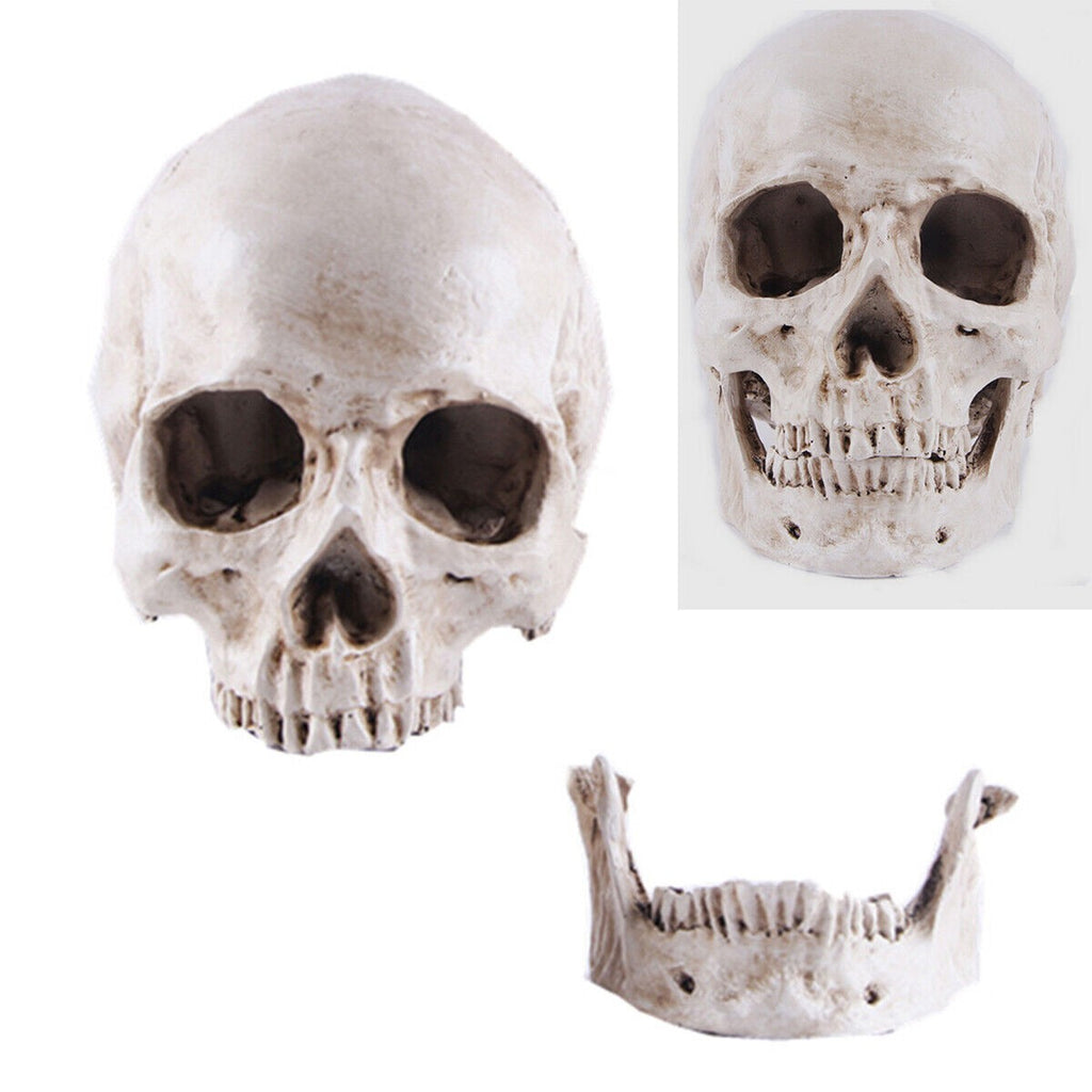 Life Size Human Skull Model 1:1 Replica Realistic Skull Head Bone Skeleton Model