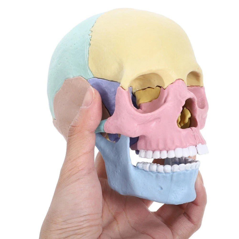 Human Skull Model for Anatomy Adult Classroom Teaching Assembly Stem