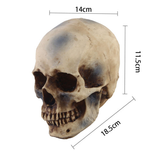 Life Size 1:1 Resin Human Skull Model Teaching Skeleton head  Props
