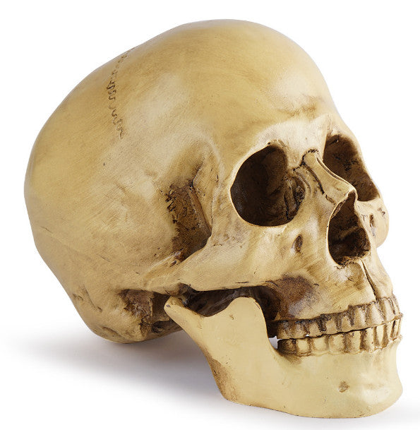 *Lifesize* Realistic Human Skull Replica Resin Model Anatomical Halloween Decor