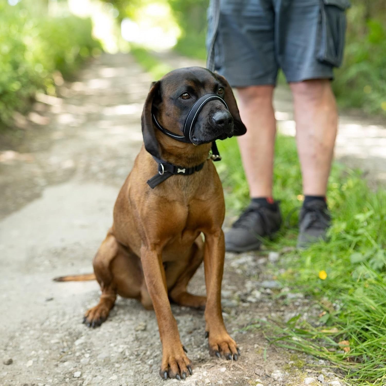 Total Pet Swivel Flat Figure of 8 Lead Halti Anti Pulling Dog Lead Leash - 180cm