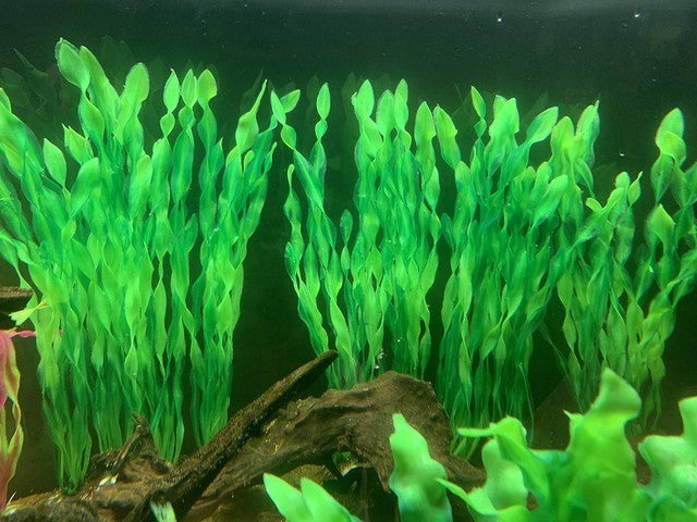 10 Artificial Seaweed Aquarium Ornament Plastic Water Plant Fish Tank Decoration