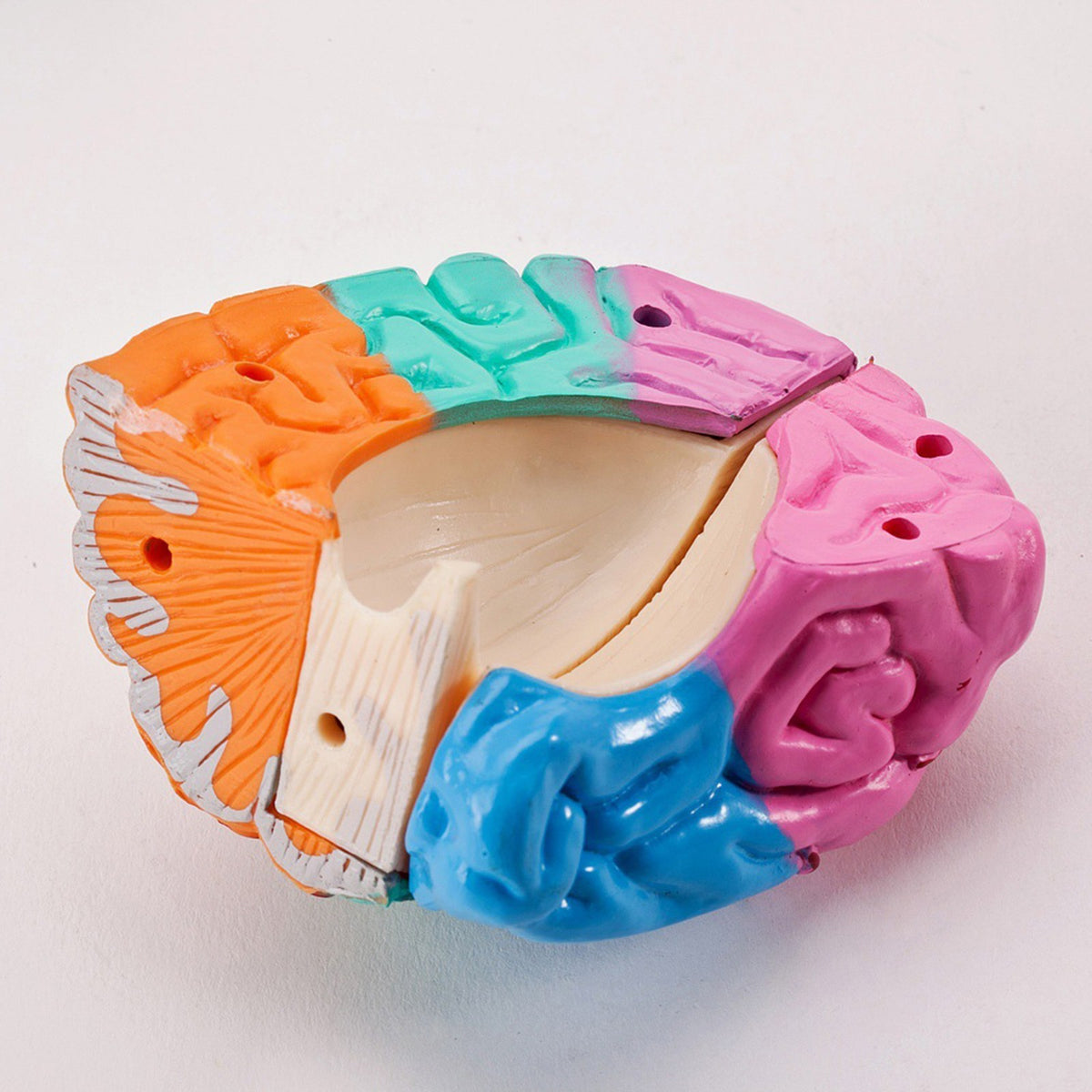 Human Brain Model Anatomy Tool Brain Functions Model for Teaching Classroom