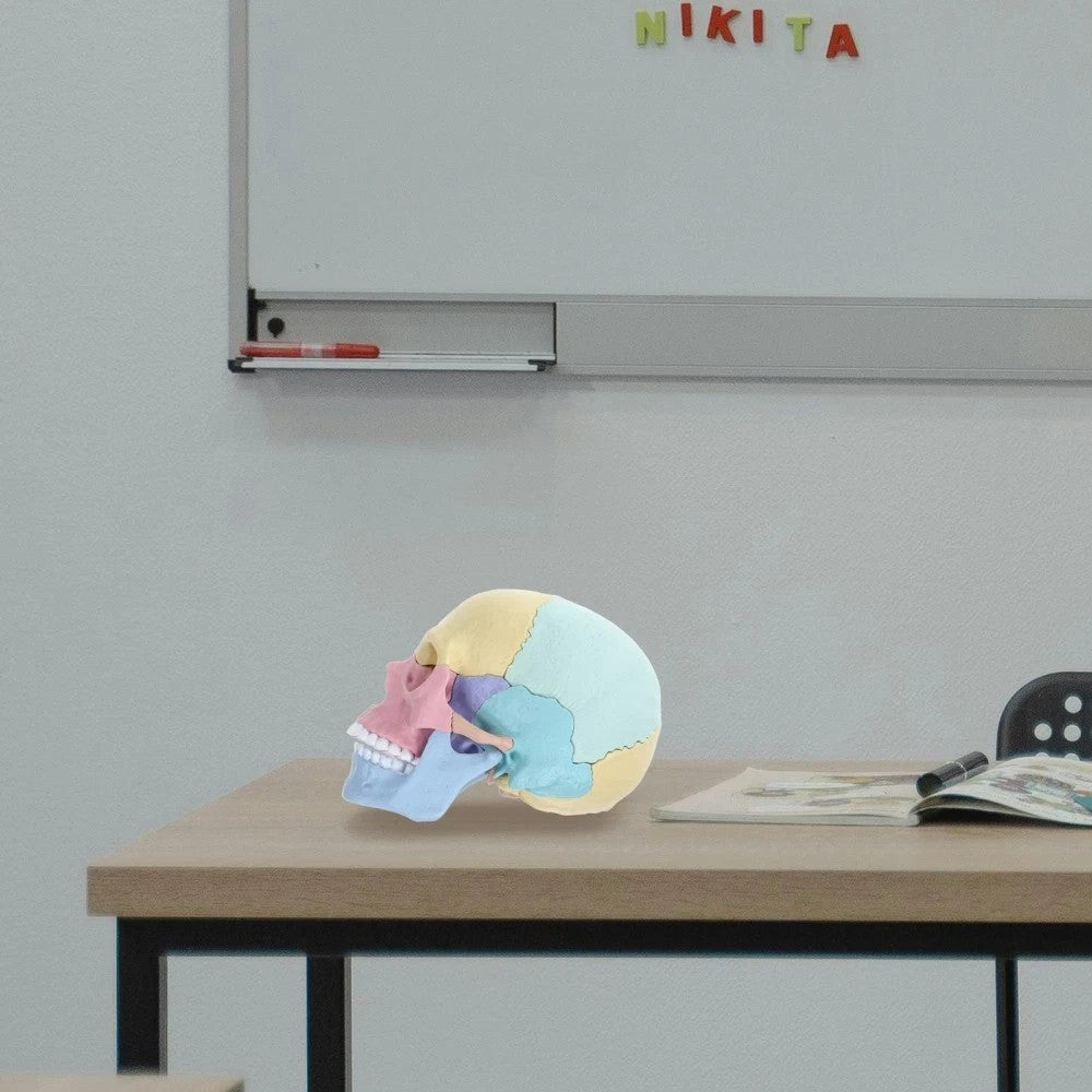 Human Skull Model for Anatomy Adult Classroom Teaching Assembly Stem