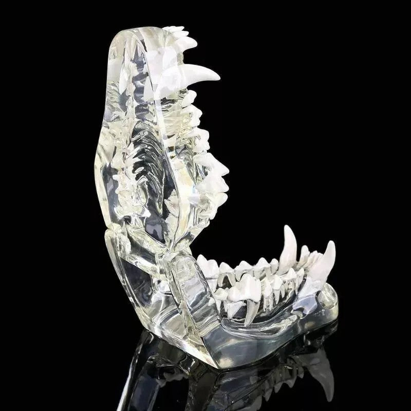 Dog Teeth Model Tooth Transparent Anatomical Veterinary Canine Teaching PVC