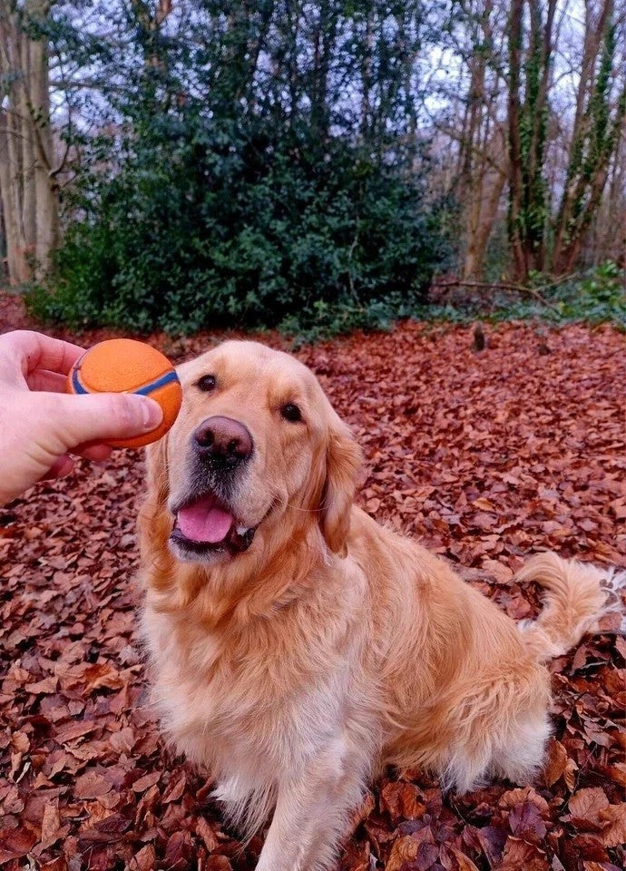 3 Pack Squeaky Dog Ball Toys Rubber Chew Balls Interactive Puppy Training Toy