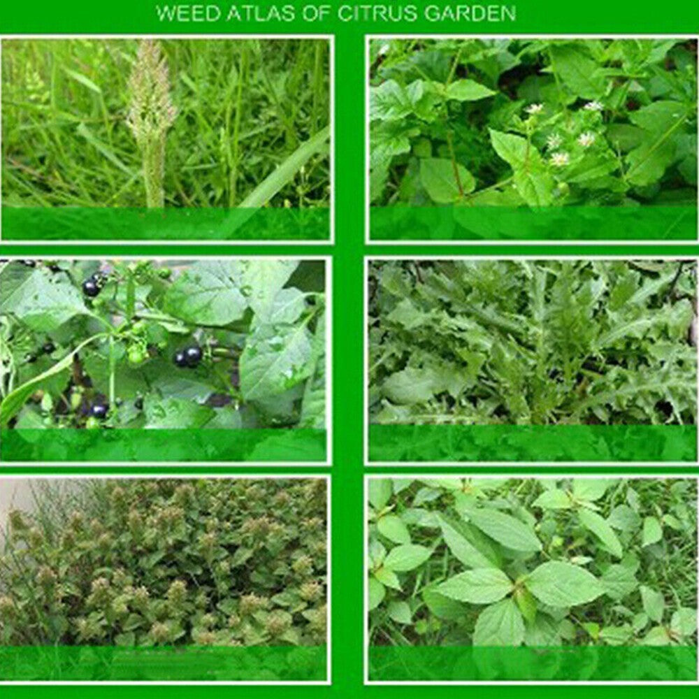 5pcs 50g Glyphosate Herbicide Removes Broadleaf Insecticide Grass Oriented Stems