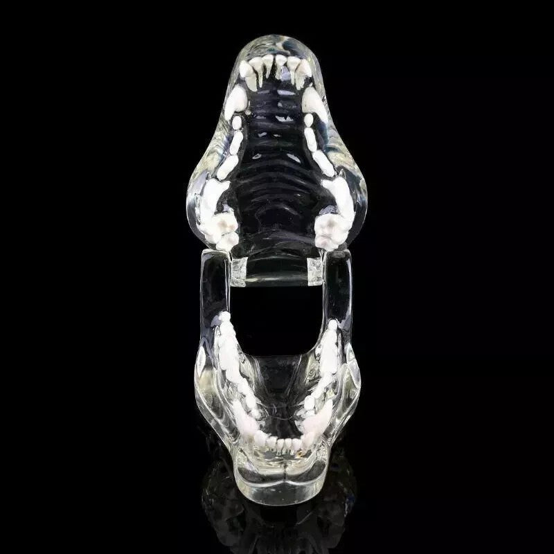 Dog Teeth Model Tooth Transparent Anatomical Veterinary Canine Teaching PVC