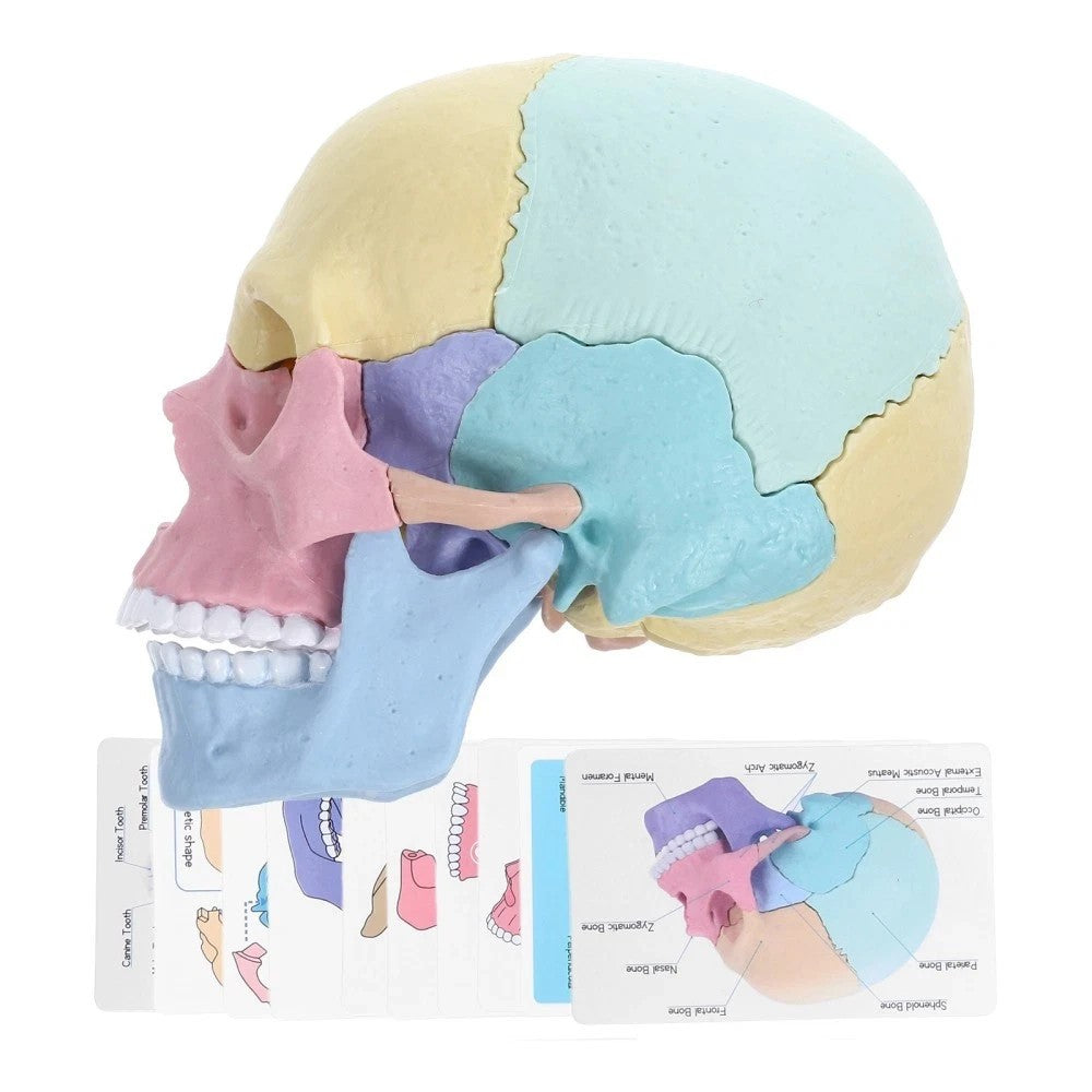 Human Skull Model for Anatomy Adult Classroom Teaching Assembly Stem