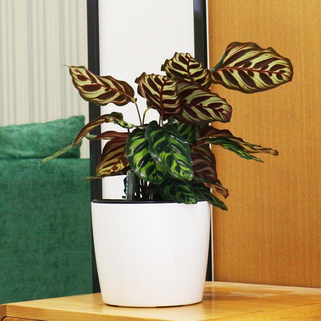 Round Self-watering Plant Flower Pot with Water Level