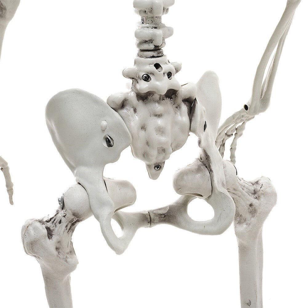 90cm Halloween Poseable Skeleton Full Life Size Human Skeleton Decoration