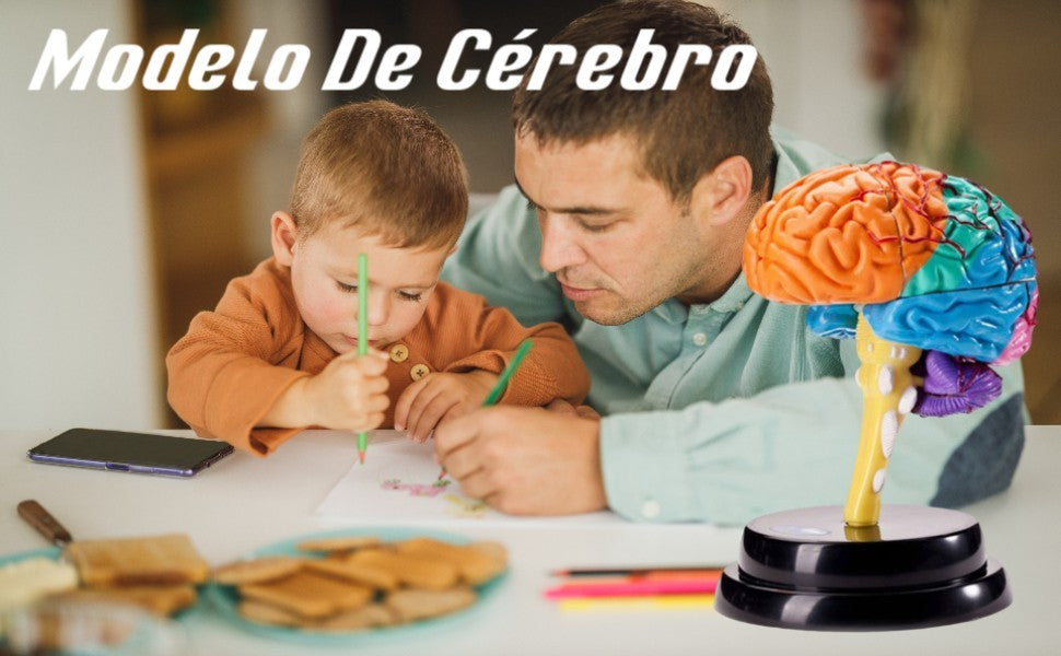 Human Brain Model Anatomy Tool Brain Functions Model for Teaching Classroom