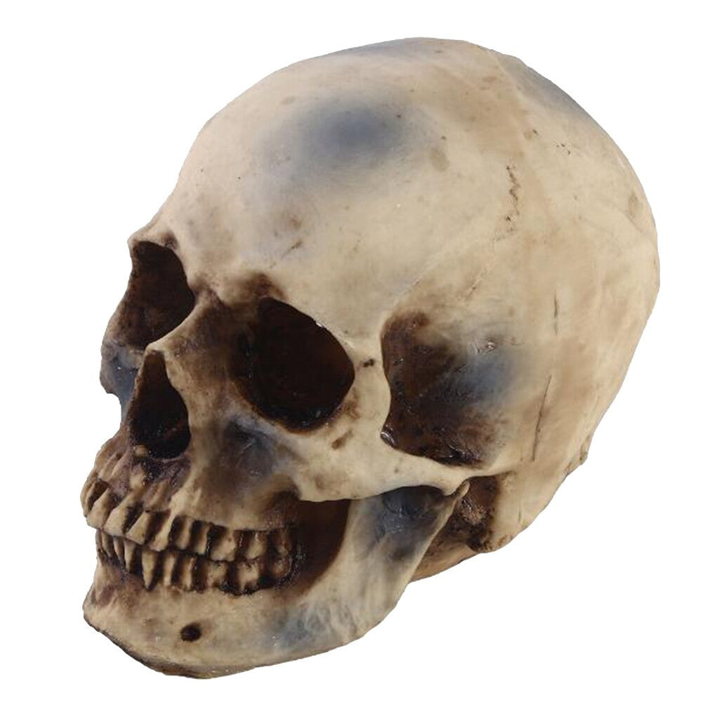 Life Size 1:1 Resin Human Skull Model Teaching Skeleton head  Props