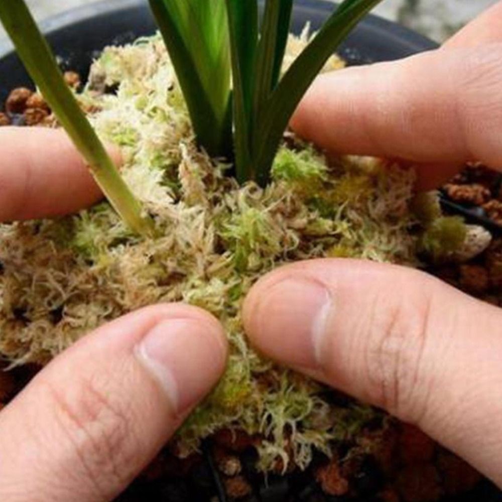 2PCS6L Dried Sphagnum Moss Potted PlantOrganic Nutrition Fertilizer Moisturizing