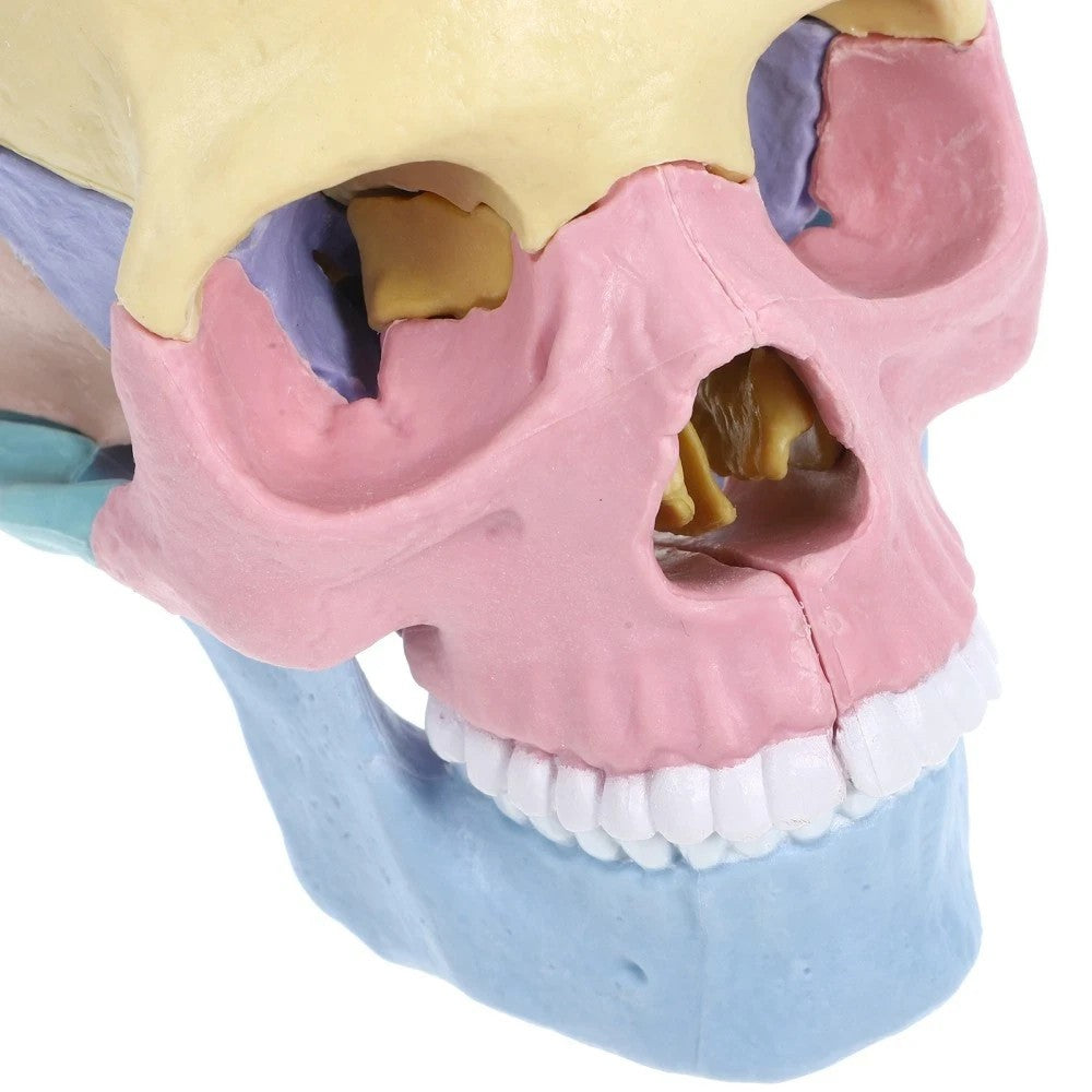 Human Skull Model for Anatomy Adult Classroom Teaching Assembly Stem