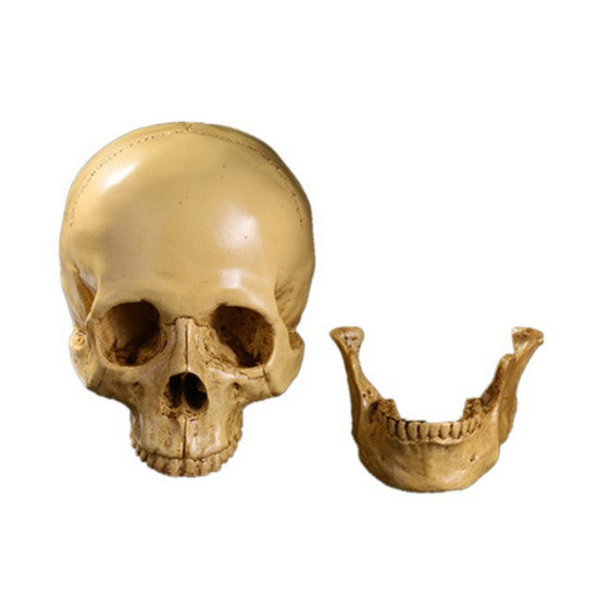 *Lifesize* Realistic Human Skull Replica Resin Model Anatomical Halloween Decor