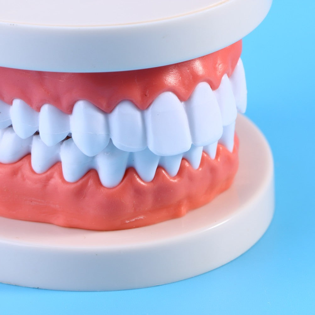 Teeth Model with Teeth for Dental Education and Demonstration Use