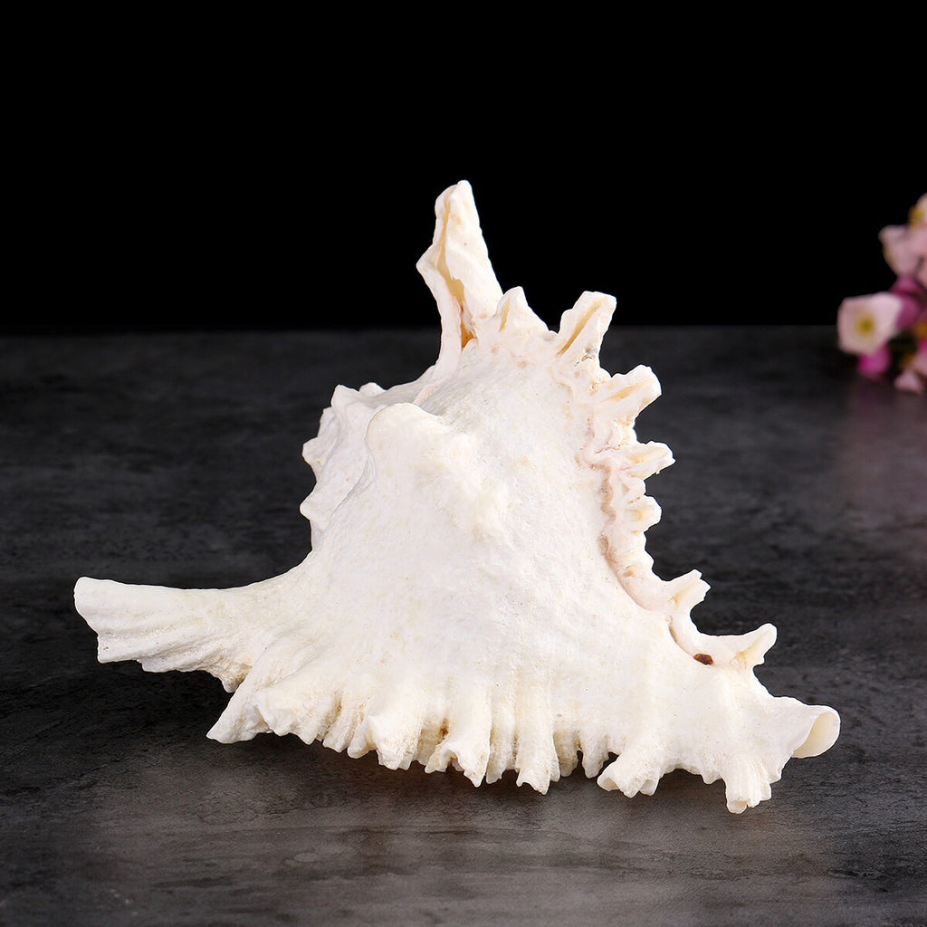 Pearl White Sea Shells Conch Natural Seashell Beach Ocean Home Decor
