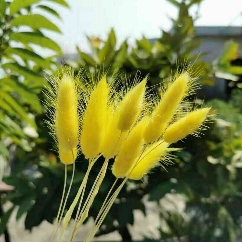 Dried Pampas Grass Decor ,Tall-Faux Bunny Tails Dried Flower Bouquet 50 Pcs