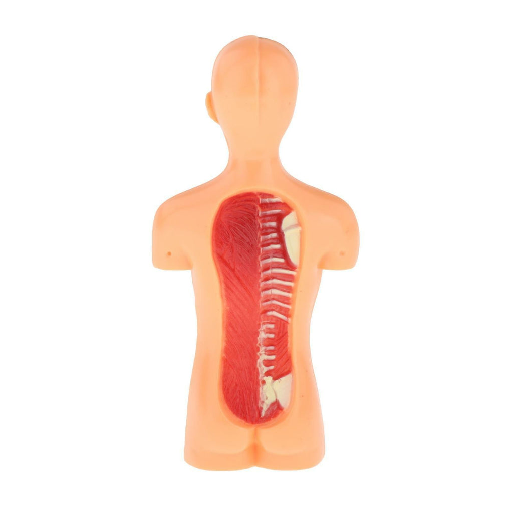 Human Body Anatomy Model - Build knowledge of the human body