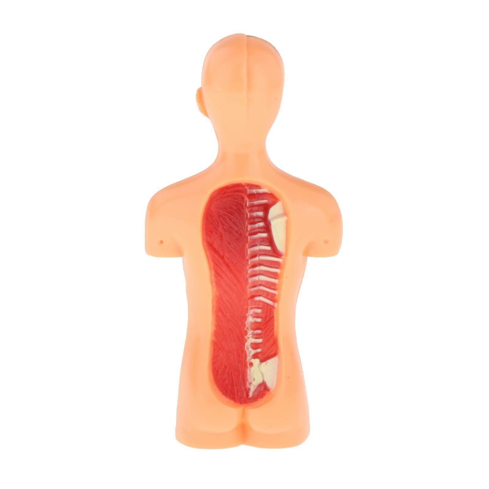 Human Body Anatomy Model - Build knowledge of the human body