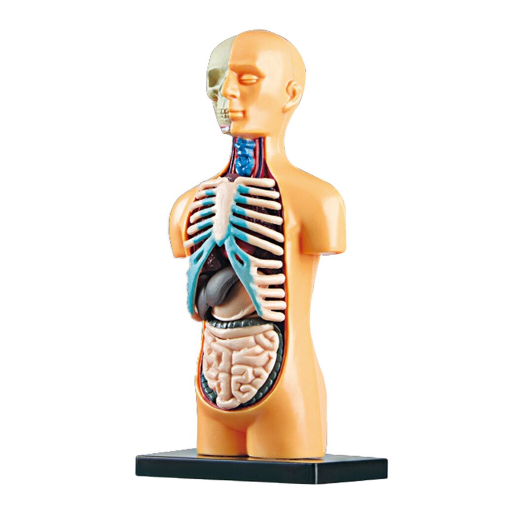 Human Body Anatomy Model - Build knowledge of the human body