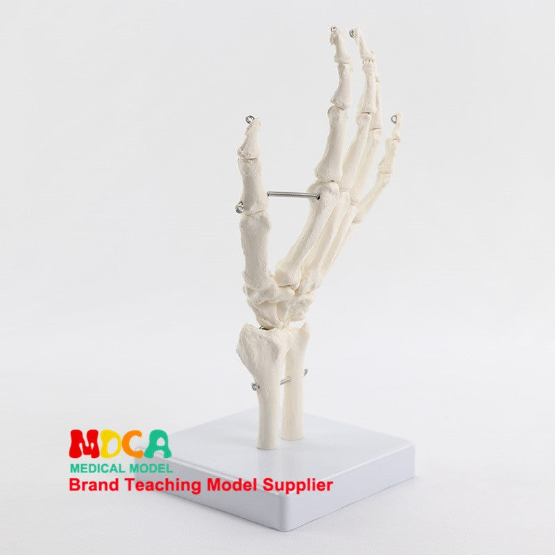 Life Size Human Hand Joint Bone Skeleton Anatomical Model Medical Anatomy