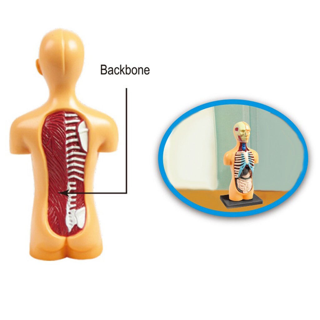Human Body Anatomy Model - Build knowledge of the human body