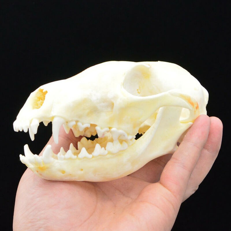 Animal Skull Red Fox Skull Taxidermy Education Collection Decoration Gift