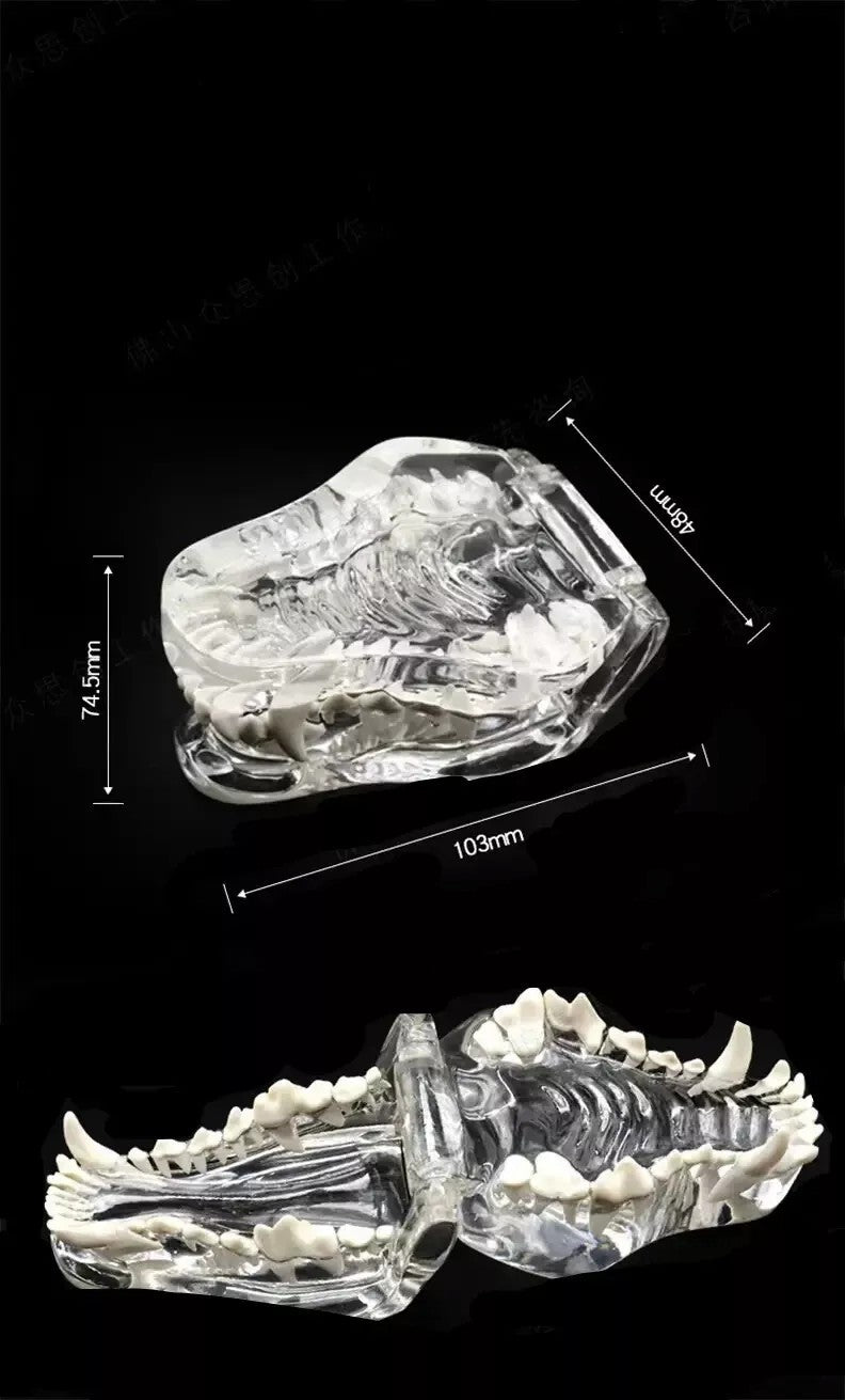 Dog Teeth Model Tooth Transparent Anatomical Veterinary Canine Teaching PVC