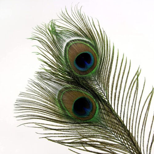 20X Natural Peacock Feathers Real Peacock Tail Feathers 25-30CM Feathers Decors