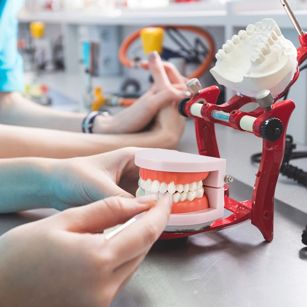 Teeth Model with Teeth for Dental Education and Demonstration Use