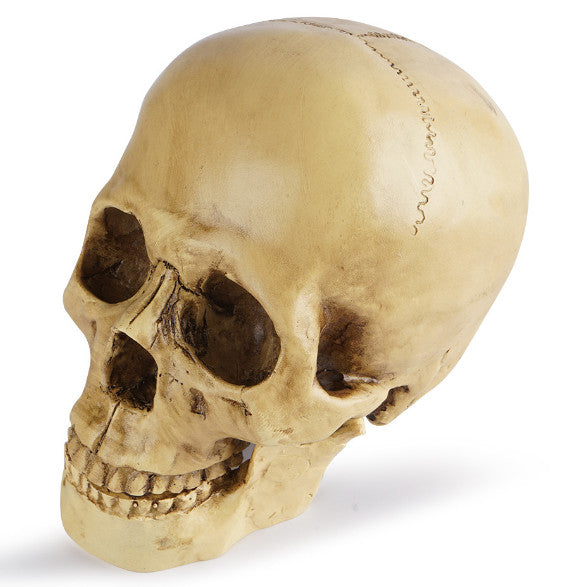*Lifesize* Realistic Human Skull Replica Resin Model Anatomical Halloween Decor