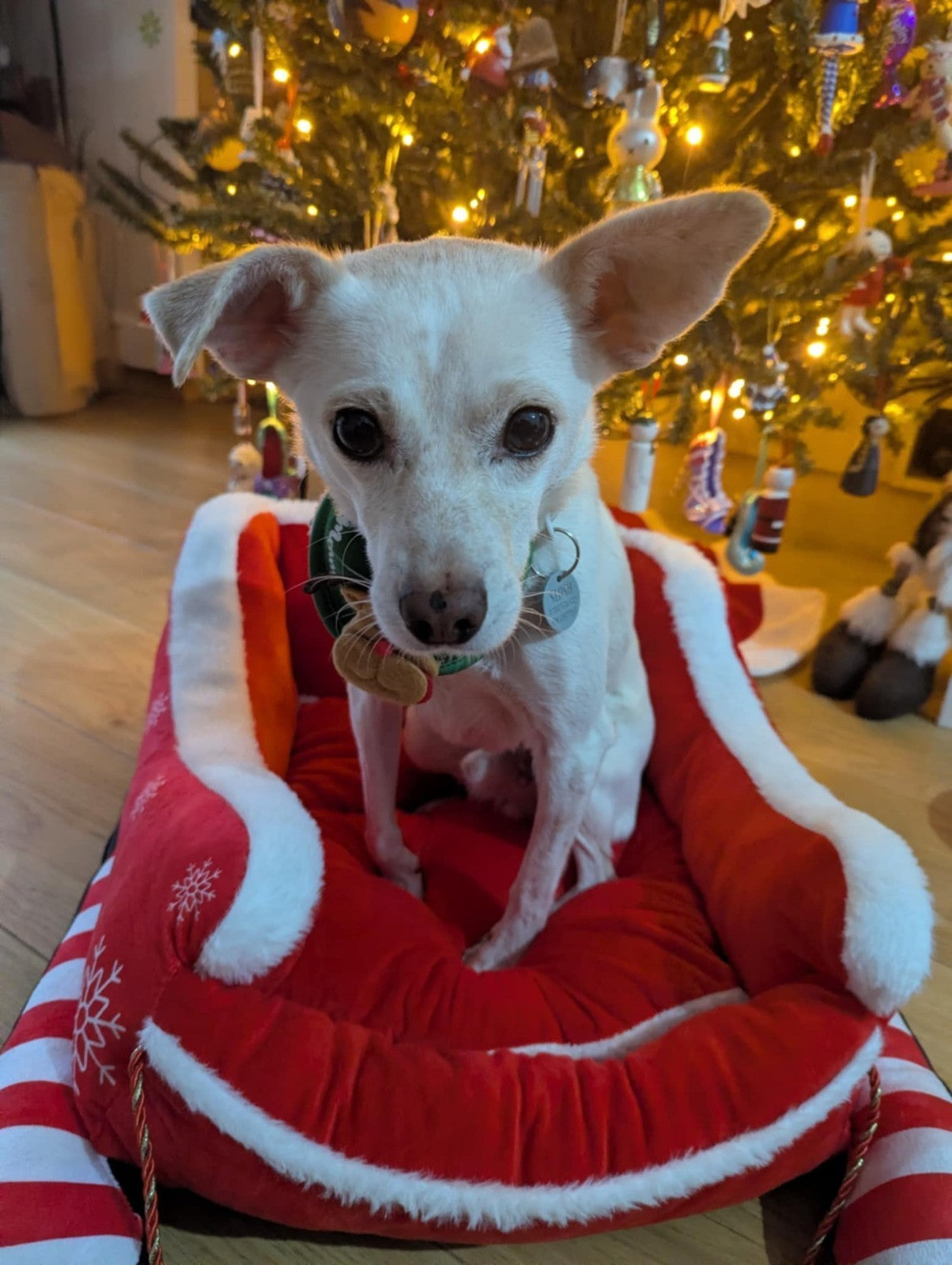 Luxury Santa’s Sleigh Pet Bed – Festive Dog & Cat Christmas Bed