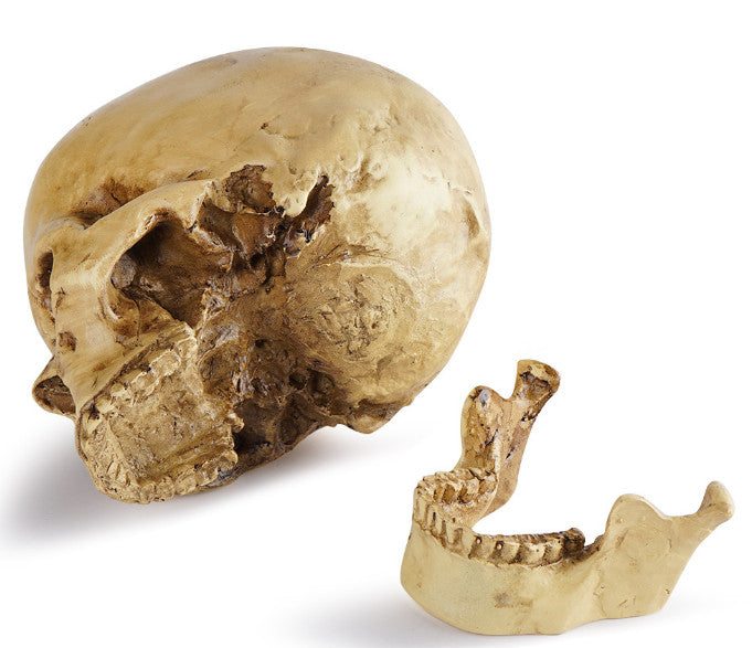 *Lifesize* Realistic Human Skull Replica Resin Model Anatomical Halloween Decor