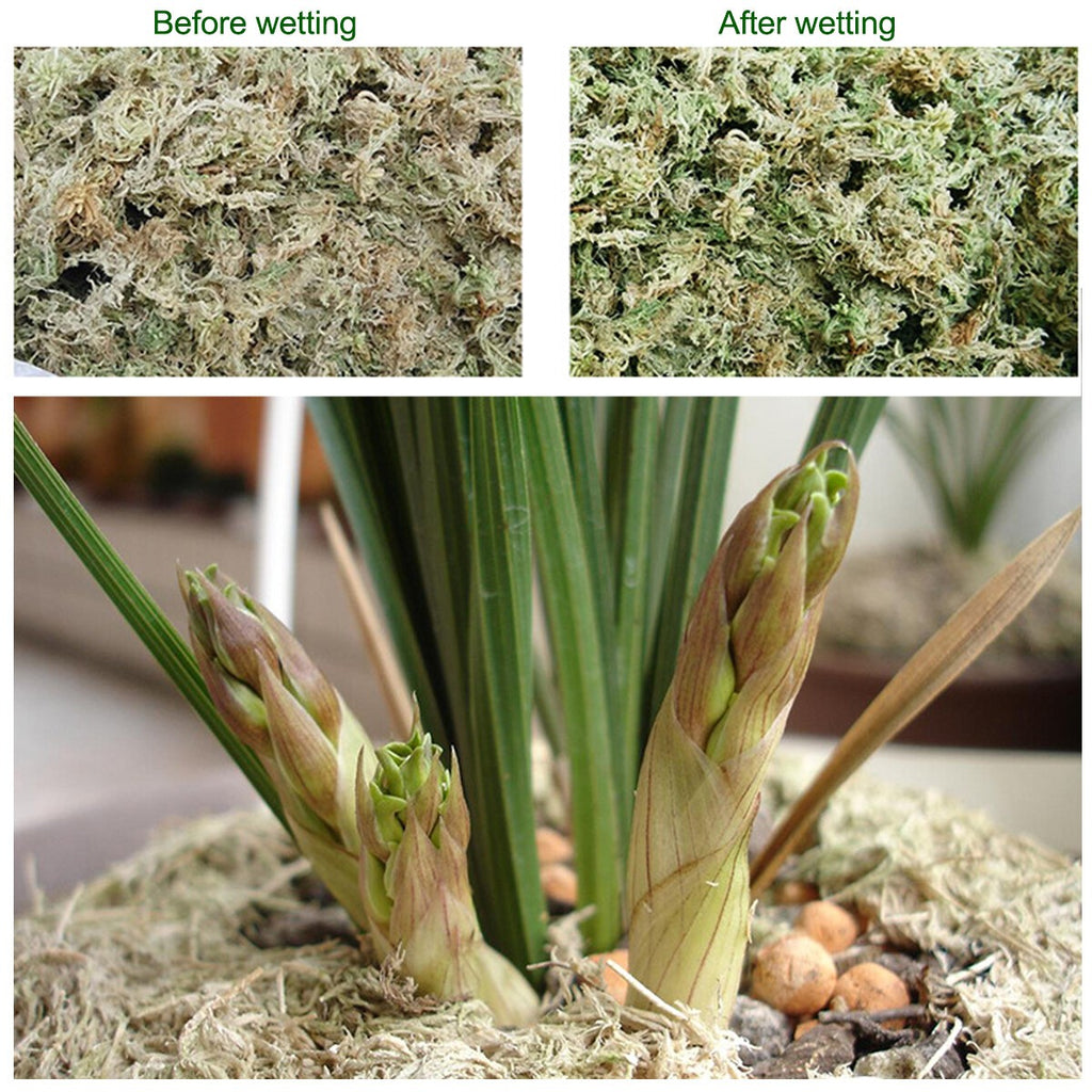 6L/12L Dried Sphagnum Moss Organic Fertilizer Phalaenopsis Moisturizing Garden