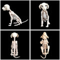 Halloween Scary Skeleton Dog Prop Animal Bones Party Shop Decoration Horror