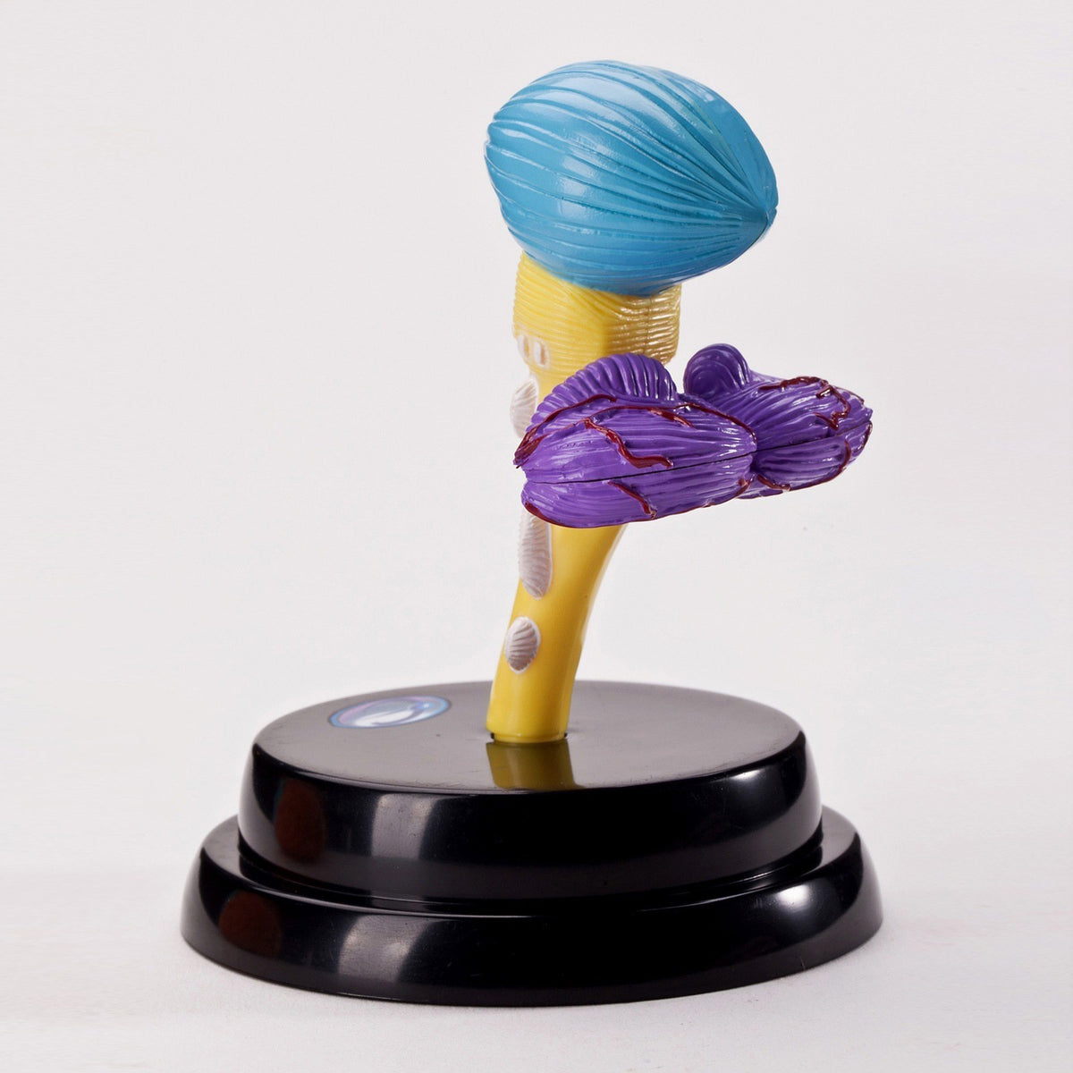 Human Brain Model Anatomy Educational Toy Brain Functions Model for Science