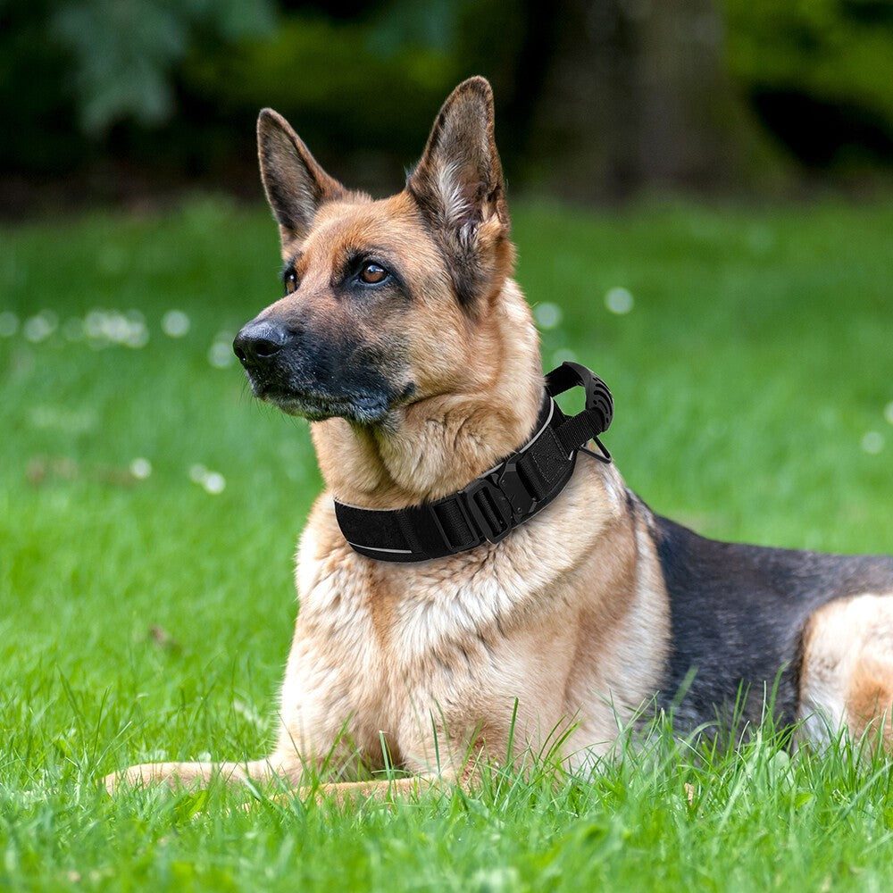 Durable Dog Collar with Handle Mesh Padded 6.5cm Wide Reflective