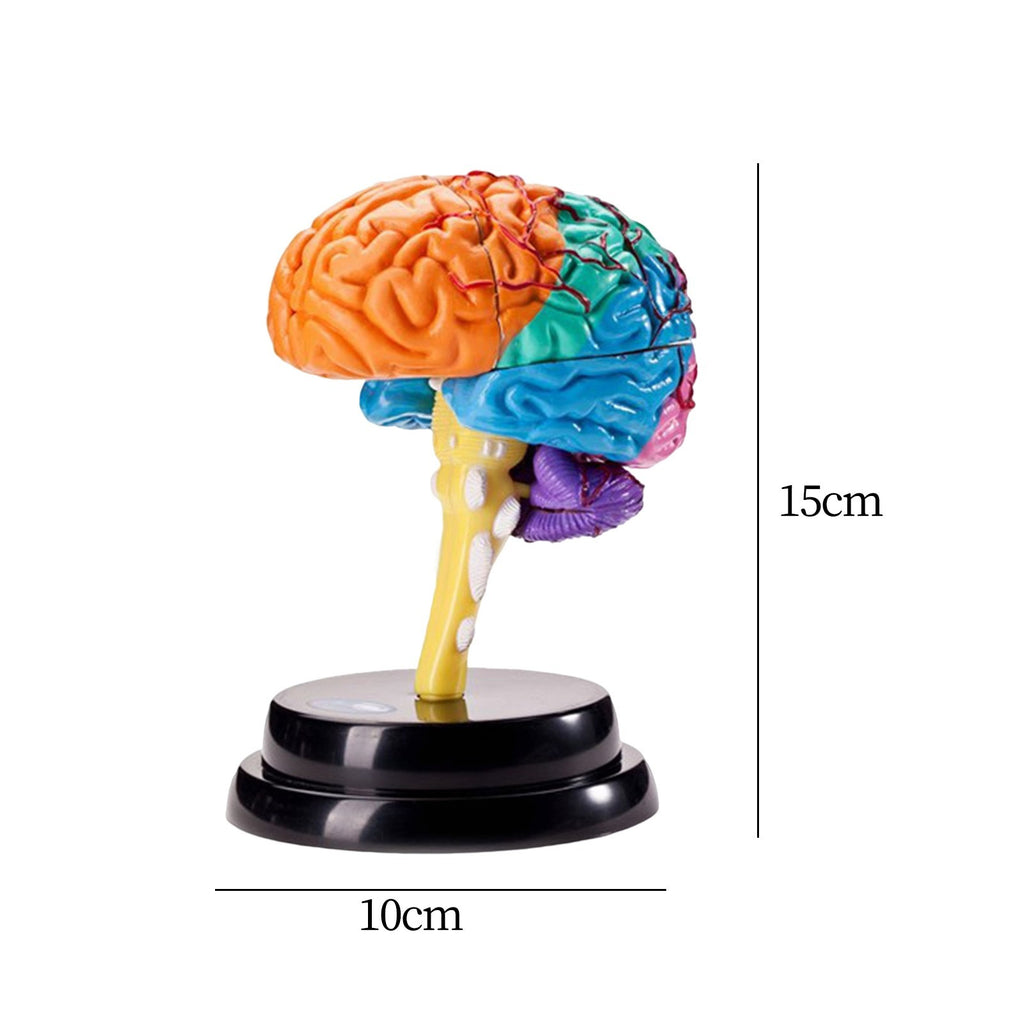 Human Brain Model Anatomy Educational Toy Brain Functions Model for Science