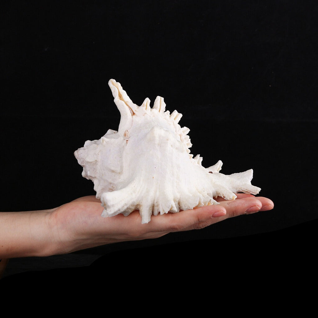 Pearl White Sea Shells Conch Natural Seashell Beach Ocean Home Decor