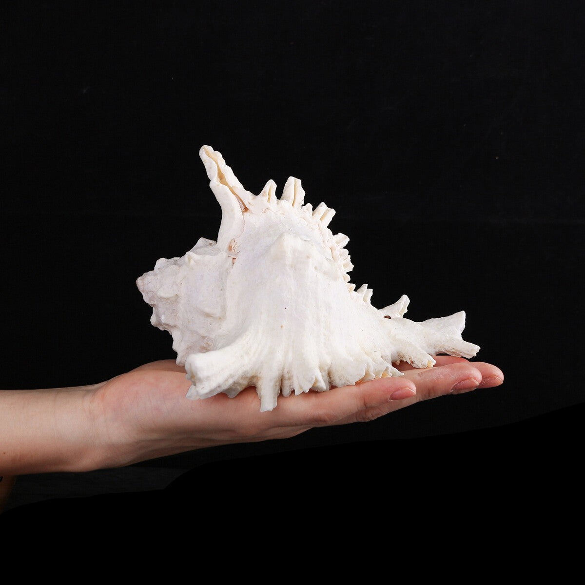 Pearl White Sea Shells Conch Natural Seashell Beach Ocean Home Decor