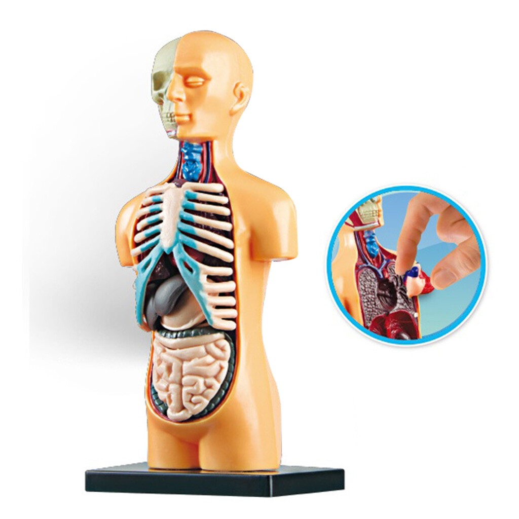 Human Body Anatomy Model - Build knowledge of the human body