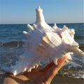 Pearl White Sea Shells Conch Natural Seashell Beach Ocean Home Decor