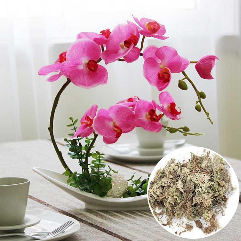 2X6L Dried Sphagnum Moss Potted PlantOrganic Nutrition Fertilizer Moisturizing