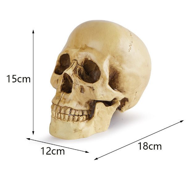 *Lifesize* Realistic Human Skull Replica Resin Model Anatomical Halloween Decor