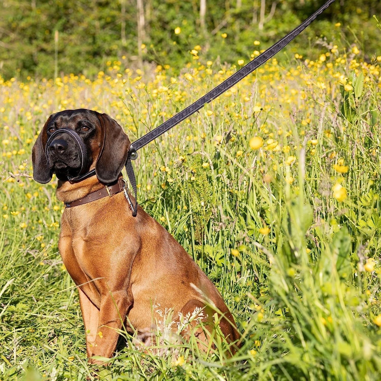 Total Pet Swivel Flat Figure of 8 Lead Halti Anti Pulling Dog Lead Leash - 180cm